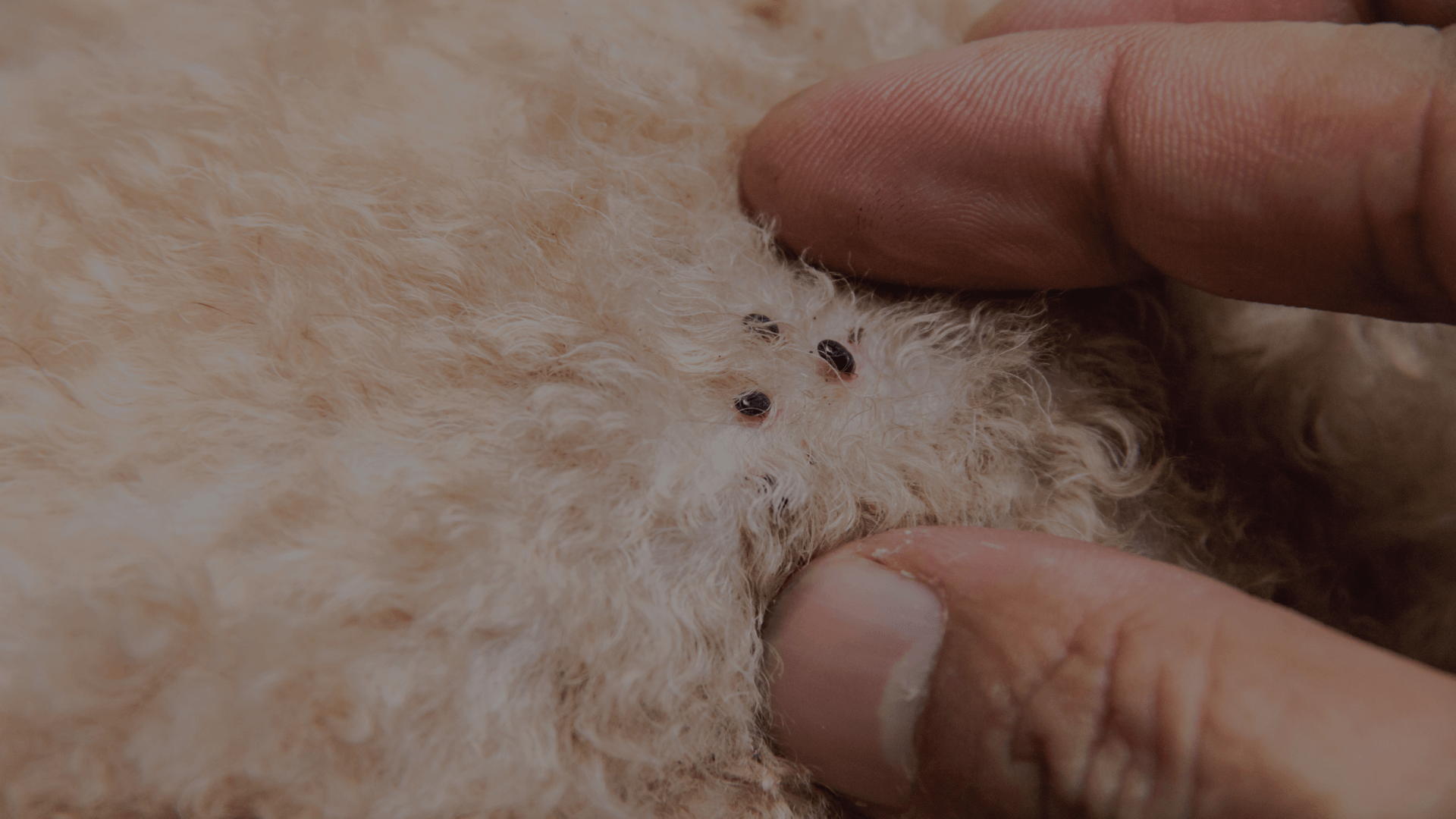How to get rid of fleas – RSPCA Bolton Branch